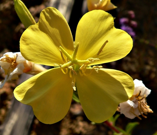 {Oenothera biennis}